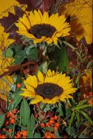 Sonnenblumendeko2
