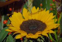 Sonnenblumendeko1