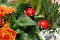 Blumen3