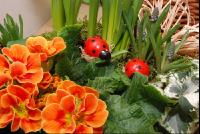 Blumen2