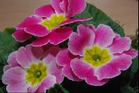 Blumen1