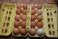 Eier1