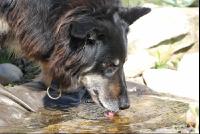 Hund_sauft_Wasser2