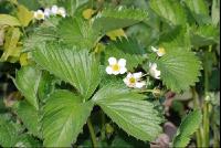Erdbeerblüte2