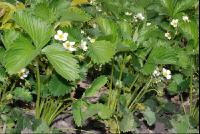 Erdbeerblüte1