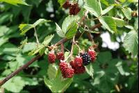 Brombeeren6