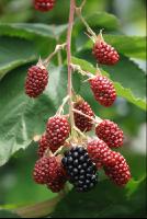 Brombeeren5
