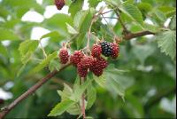 Brombeeren4