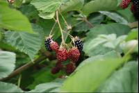 Brombeeren3