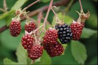 Brombeeren2