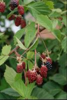 Brombeeren1