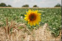 Sonnenblume_Getreide2