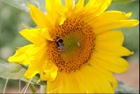 Sonnenblume2