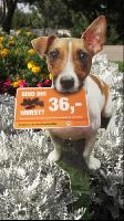Schild_Hundekot3