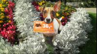 Schild_Hundekot1