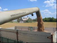 Weizen_abtanken1