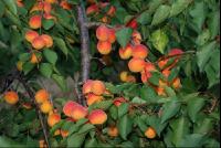 Marillenernte10
