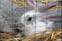 Hase_Käfig