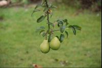 Birnen2