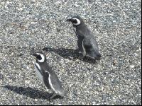 Pinguine2