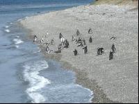 Pinguine1
