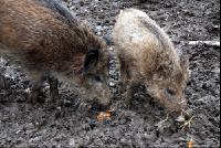 Wildschweine7