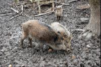 Wildschweine6