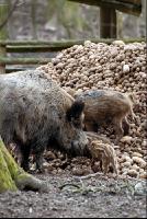Wildschweine3