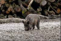 Wildschweine1