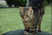 Katze