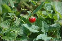 Erdbeeren2