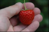 Erdbeeren1