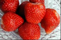 Erdbeeren1