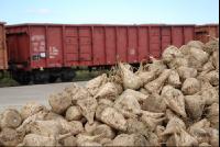 Rüben_Bahntransport6