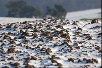 Ackerboden leichte Schneedecke