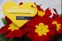 VP_Valentinstag2