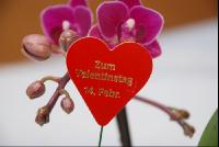 Schild_Valentinstag3