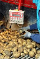 Kartoffelernte