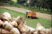 Rübenernte_einreihig6