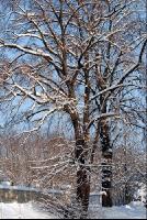 Baum_Winter3