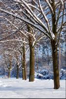 Baum_Winter2