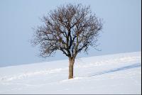 Baum_Winter1