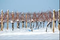 Weingarten_Winter10