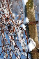 Weingarten_Winter9