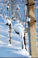 Weingarten_Winter8