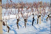 Weingarten_Winter6