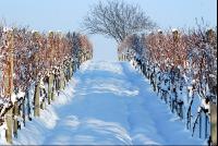 Weingarten_Winter5