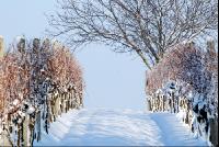 Weingarten_Winter4