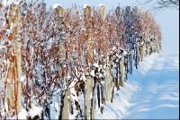 Weingarten_Winter3