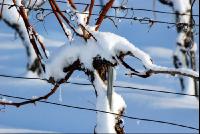 Weinstock_Winter2